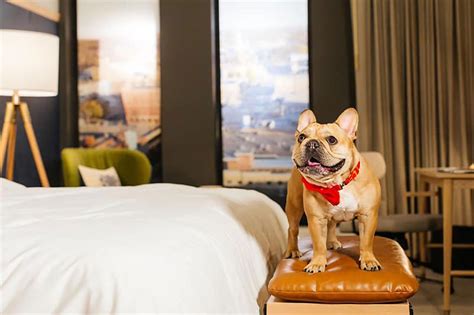 pet friendly.hotels near me